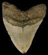 Megalodon Tooth - North Carolina #67275-2